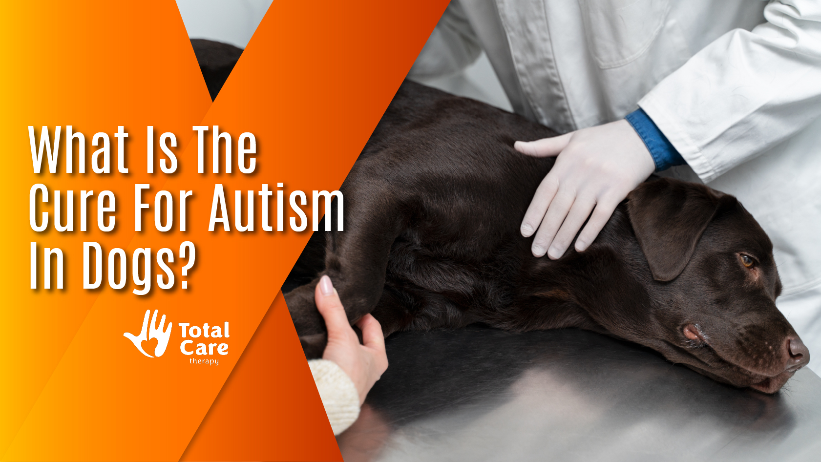 Can Dogs Have Autism? Signs & Symptoms To Look Out For
